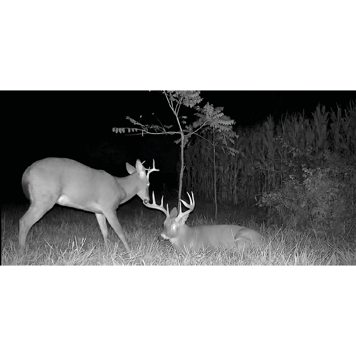 SPYPOINT FLEX-PLUS Cellular Wildlife Camera