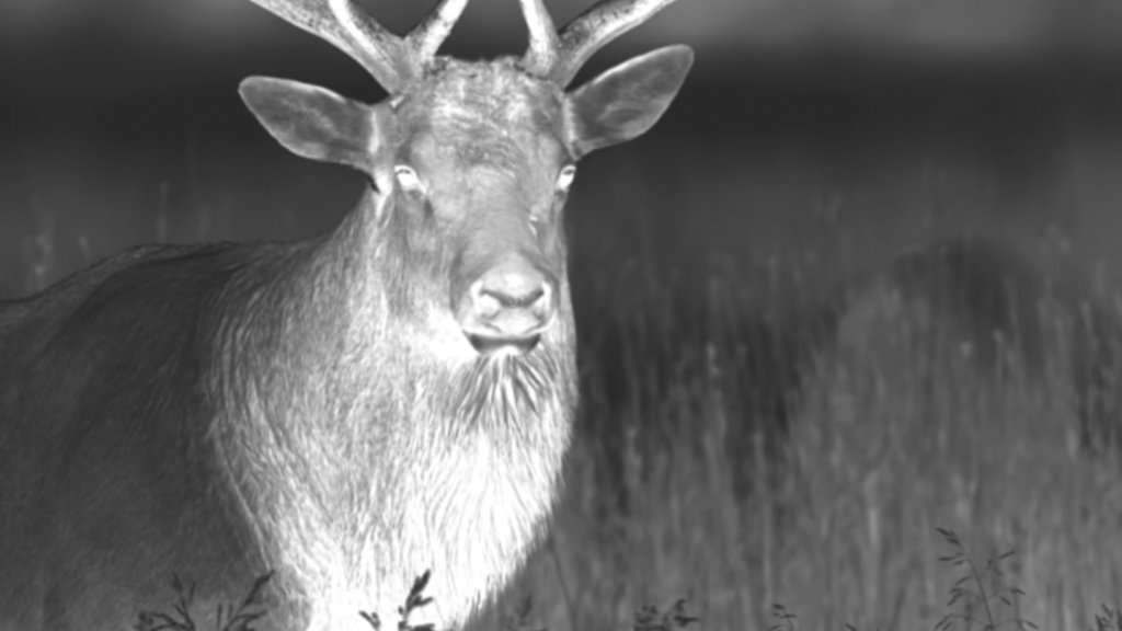 PULSAR ACCOLADE XQ38 THERMAL BIOCULAR - IS THIS THE PERFECT THERMAL FOR DEER STALKING