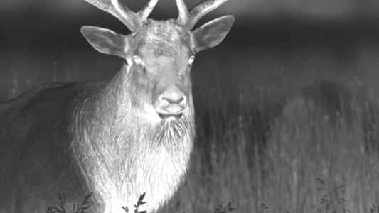 PULSAR ACCOLADE XQ38 THERMAL BIOCULAR - IS THIS THE PERFECT THERMAL FOR DEER STALKING