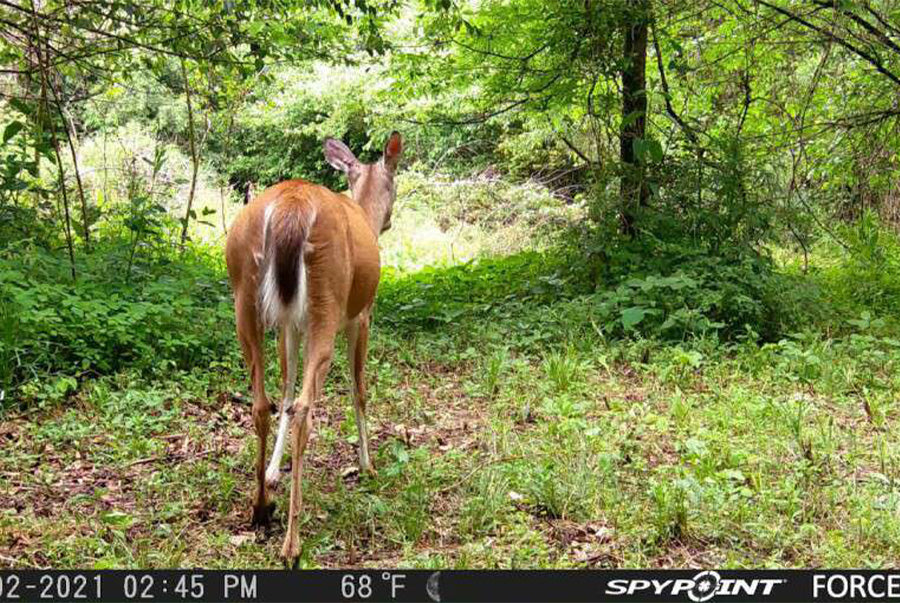 Spypoint Force Pro Wildlife Camera