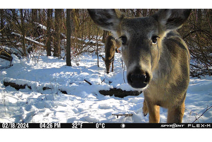 Spypoint Flex M Cellular Wildlife Camera