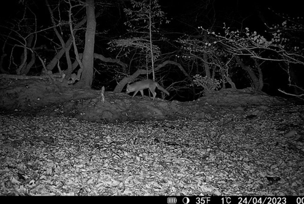 HikMicro M15 Wildlife Camera 4G Enabled