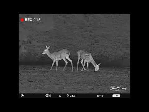 Pulsar Telos LRF XL50 Hand Held Thermal Imager