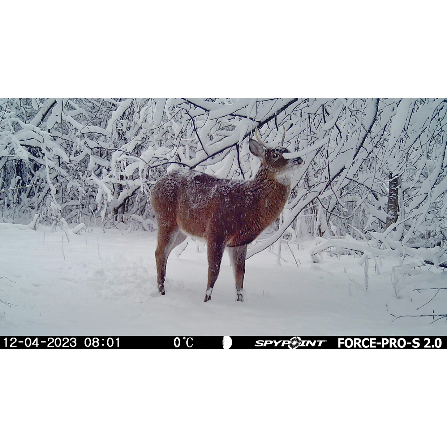 SPYPOINT FORCE-PRO-S 2.0 Solar Wildlife Camera