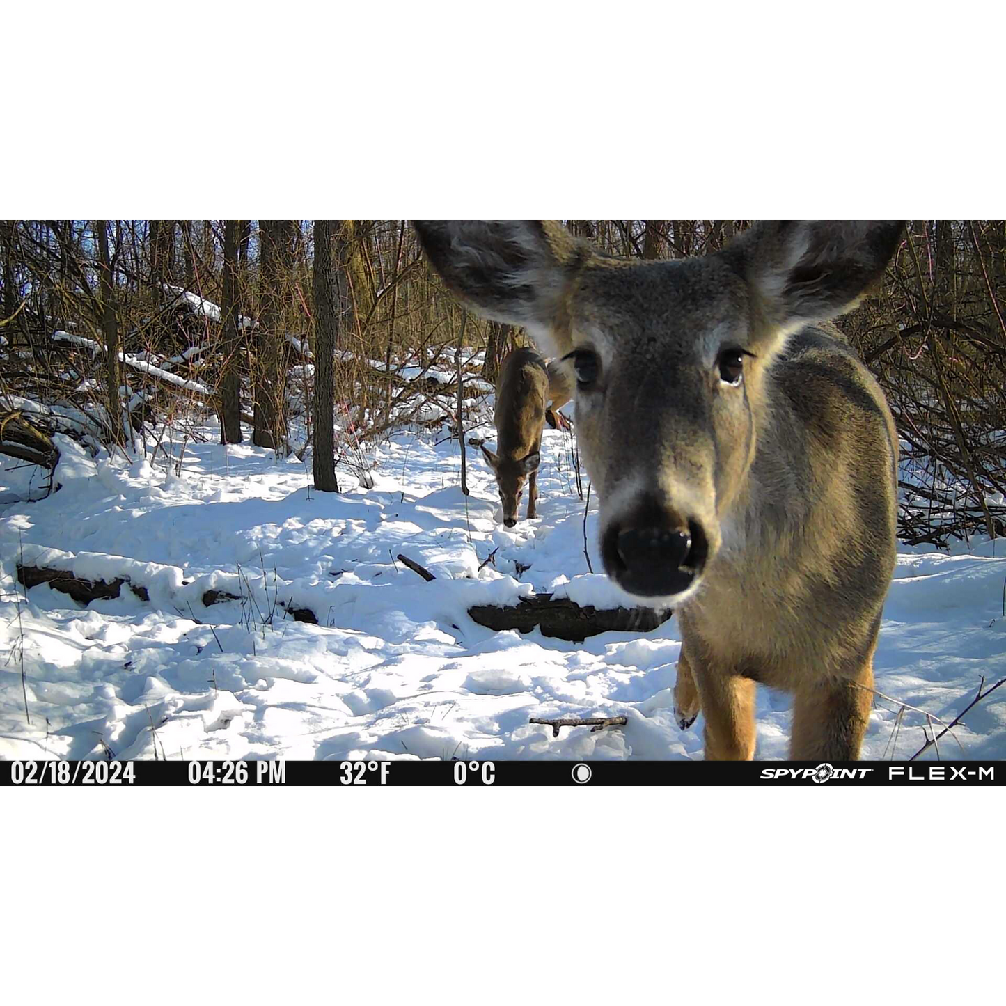 SPYPOINT FLEX-M Cellular Wildlife Camera Twin Pack