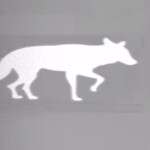 Thermbright Fox/Coyote Passive Thermal Imaging Target