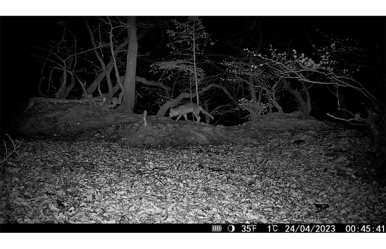 HikMicro M15 Wildlife Camera 4G Enabled
